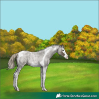 Horse Color:Silver Smoky Blue Roan Splash Tobiano 