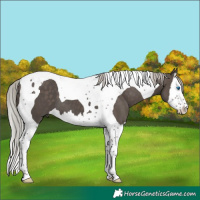 Horse Color:Silver Black Splash Tobiano 