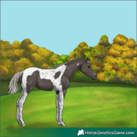 Horse Color:Silver Black Tobiano 