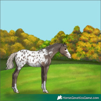 Horse Color:Silver Black Near Leopard 