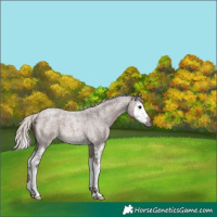 Horse Color:Silver Blue Roan Splash