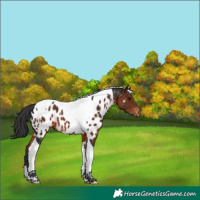 Horse Color:Brown Tobiano Appaloosa 
