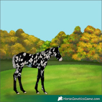Horse Color:Silver Brown Roan Dun Splash Appaloosa 