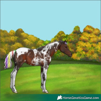 Horse Color:Painted White Spotted Silver Brown Tobiano