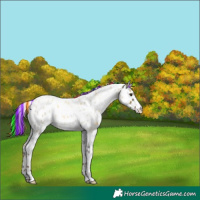 Horse Color:Painted White Spotted Liver Red Roan Appaloosa 