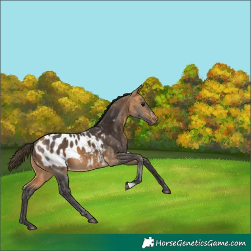 Horse Color:Buckskin Appaloosa 