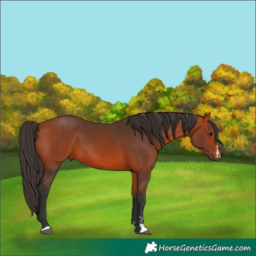 Horse Color:Bay 