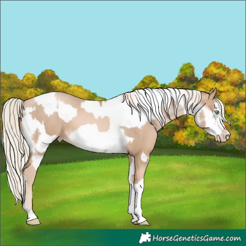 Horse Color:Chocolate Palomino Pearl Tobiano Frame  and Chocolate Palomino Pearl Tobiano Frame 