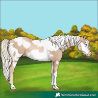 Horse Color:Chocolate Palomino Pearl Tobiano Frame and Chocolate Palomino Pearl Tobiano Frame