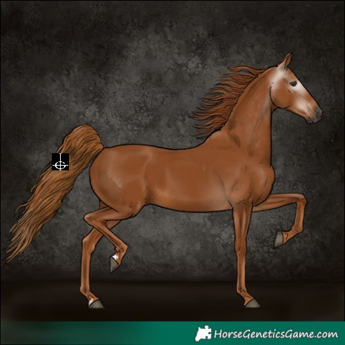 Horse Color:Gray Chestnut 