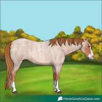 Horse Color:Red Roan Splash 