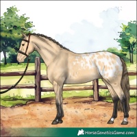 Horse Color:Buckskin Appaloosa 