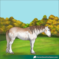 Horse Color:Gray Perlino Splash  and Gray Perlino Splash 