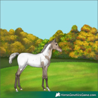 Horse Color:Silver Brown Dun Appaloosa Rabicano 