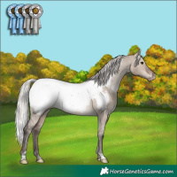 Horse Color:Silver Brown Dun Appaloosa Rabicano 