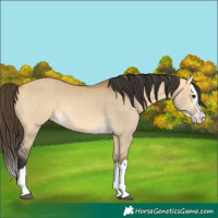 Horse Color:Buckskin Dun Splash 