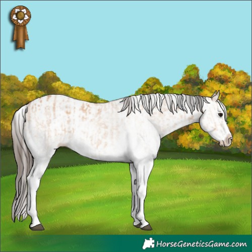 Horse Color:White Spotted Bay Dun Splash  and White Spotted Amber Champagne Dun Splash 