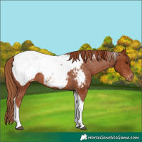 Horse Color:Chestnut Tobiano Appaloosa 
