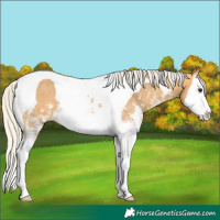 Horse Color:Silver Buckskin Sabino Splash Tobiano Appaloosa 