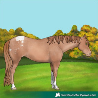 Horse Color:Gold Champagne Tobiano Appaloosa 