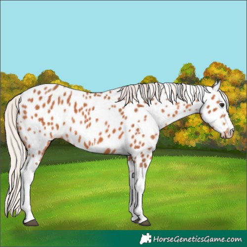 Horse Color:Silver Bay Tobiano Near Leopard 