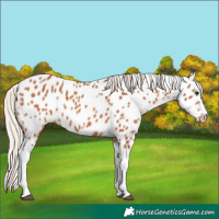 Horse Color:Silver Bay Tobiano Appaloosa