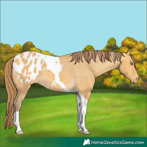Horse Color:Amber Cream Champagne Tobiano Appaloosa 