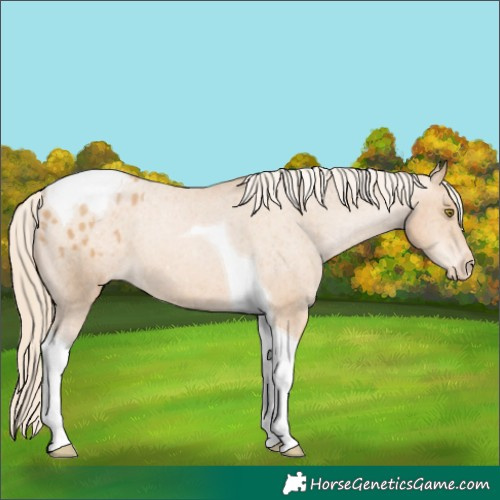 Horse Color:Chestnut Pearl Tobiano Varnish 