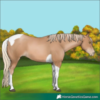Horse Color:Chestnut Pearl Tobiano 
