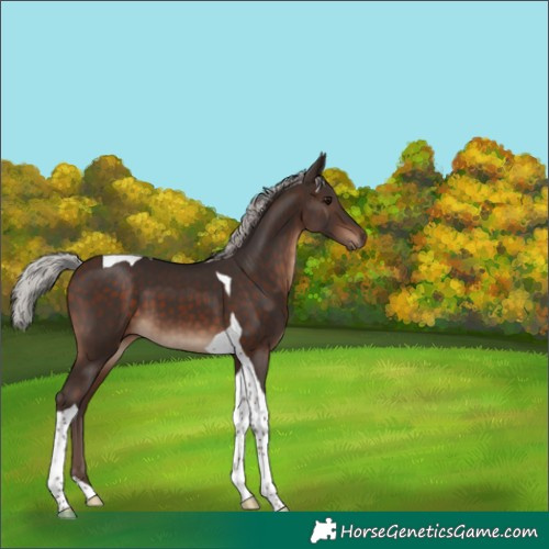 Horse Color:Silver Brown Tobiano 