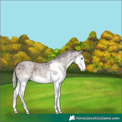 Horse Color:Silver Blue Roan Splash 