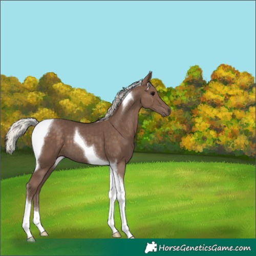Horse Color:Silver Black Tobiano 