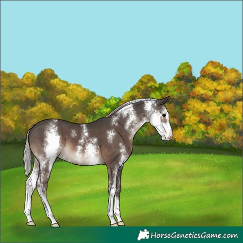 Horse Color:Silver Black Sabino 