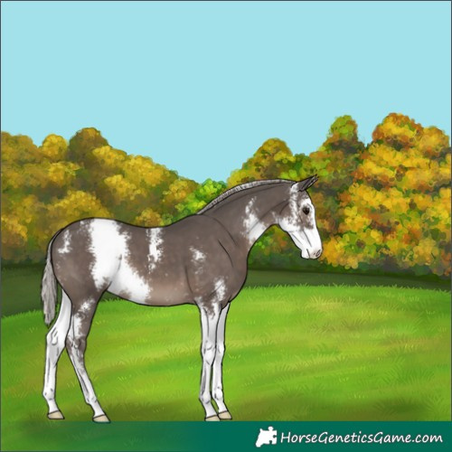 Horse Color:Silver Black Sabino 