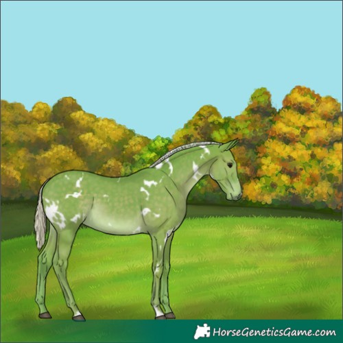 Horse Color:Watercolor White Spotted Silver Black 
