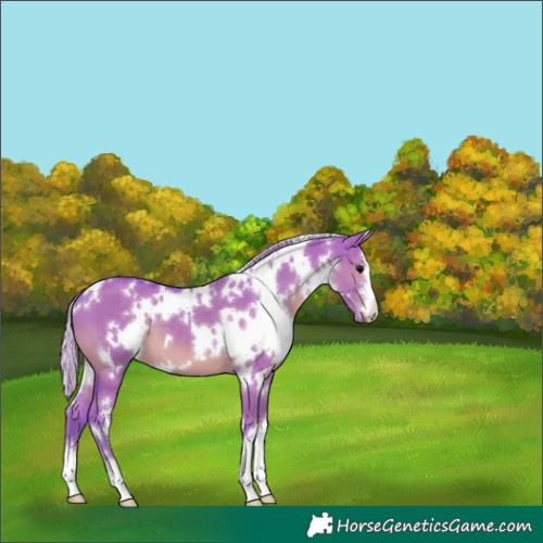 Horse Color:Watercolor White Spotted Silver Grullo 