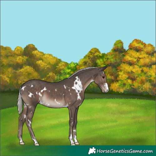 Horse Color:White Spotted Silver Black 