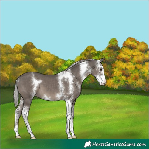 Horse Color:Silver Black Sabino 