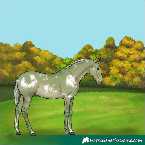 Horse Color:Watercolor White Spotted Silver Grullo 