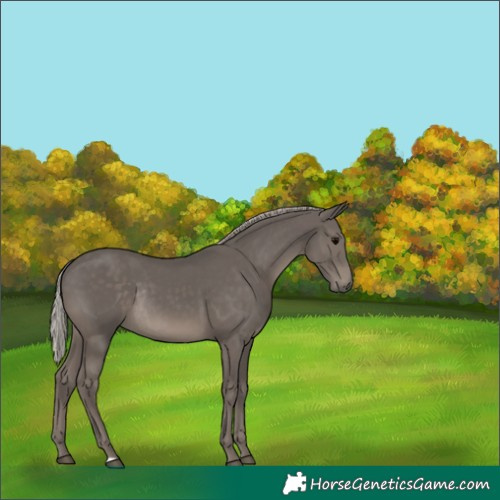 Horse Color:Silver Black Rabicano 