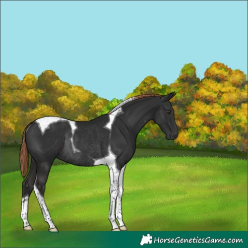 Horse Color:Liver Chestnut Tobiano Rabicano 