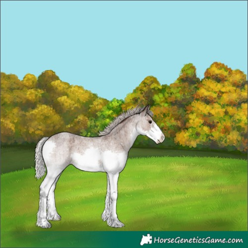 Horse Color:Silver Grullo Roan Splash Brindle 