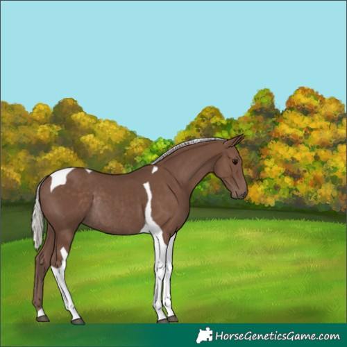 Horse Color:Silver Black Tobiano Rabicano 