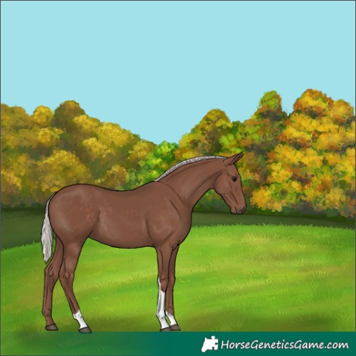 Horse Color:Silver Black Tobiano 