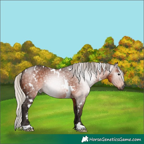 Horse Color:Gray White Spotted Silver Bay 
