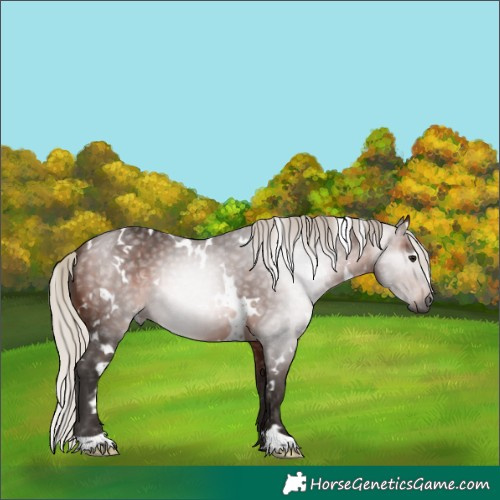 Horse Color:Gray White Spotted Silver Bay 