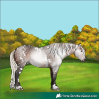 Horse Color:Gray White Spotted Silver Bay