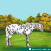 Horse Color:White Spotted Silver Black Appaloosa