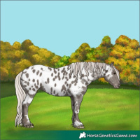 Horse Color:White Spotted Silver Black Appaloosa 