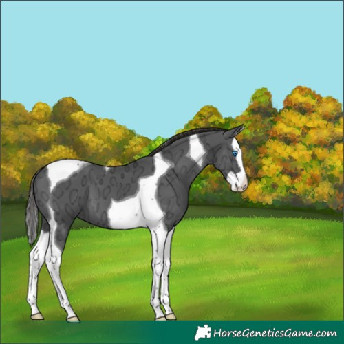 Horse Color:Liver Chestnut Ice Splash Tobiano 